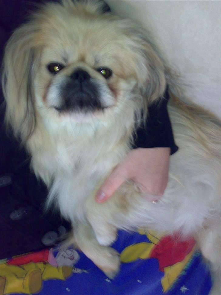 Pekingeser Beton - putter billede 14