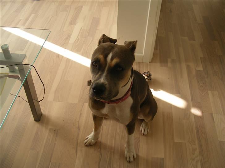 Blanding af racer Joy billede 2