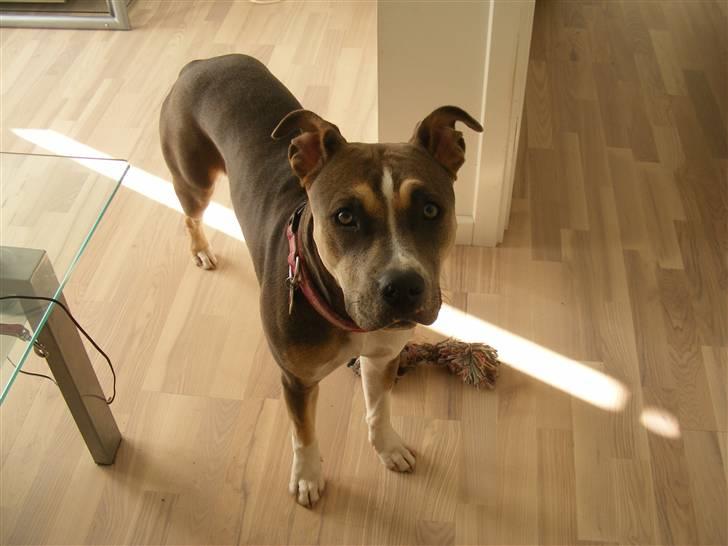 Blanding af racer Joy billede 3