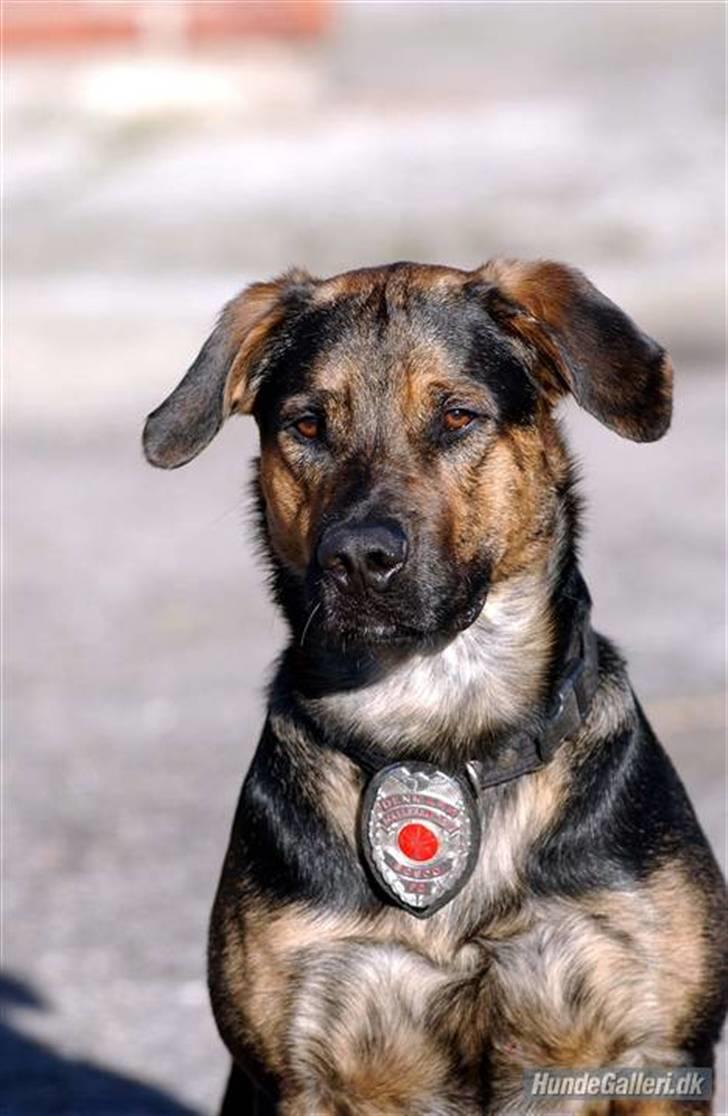 Blanding af racer Bosco - Brandhunden Bosco. Danmarks første certificerede Brandaccelerator sporhund. billede 1