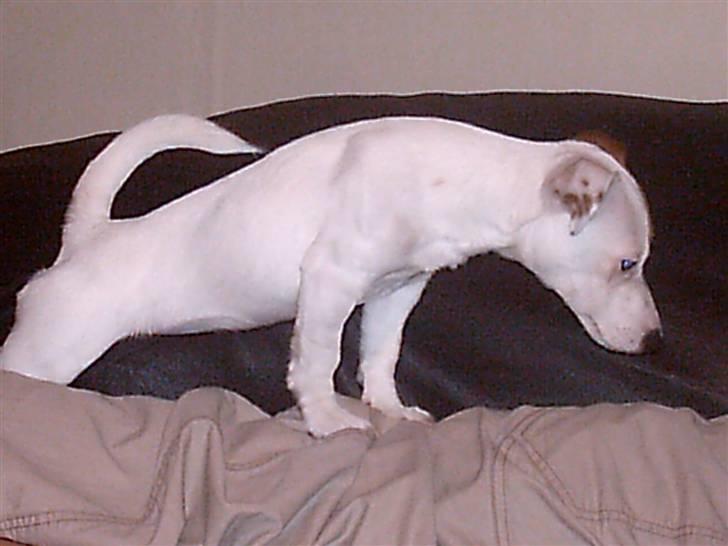 Jack russell terrier Thess billede 11