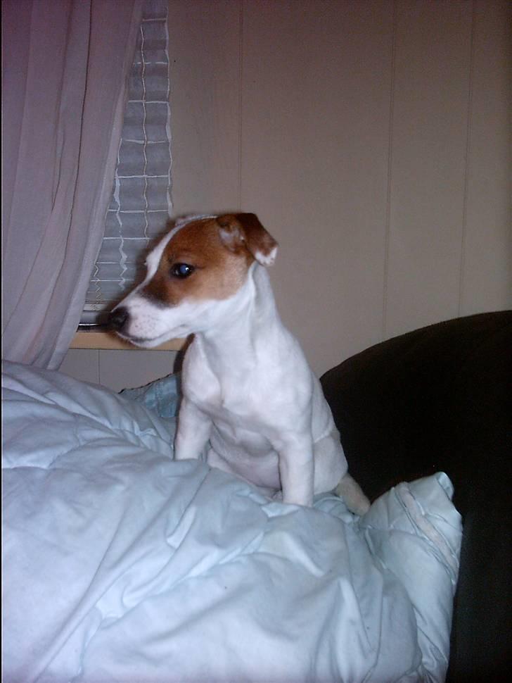 Jack russell terrier Thess billede 12