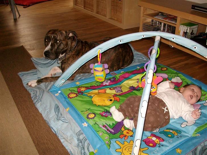 Amerikansk staffordshire terrier Zia billede 8