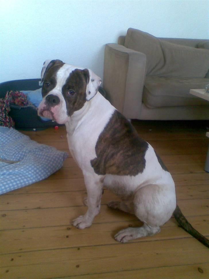 Amerikansk bulldog Bullforce Kaizer - Kaizer. billede 1