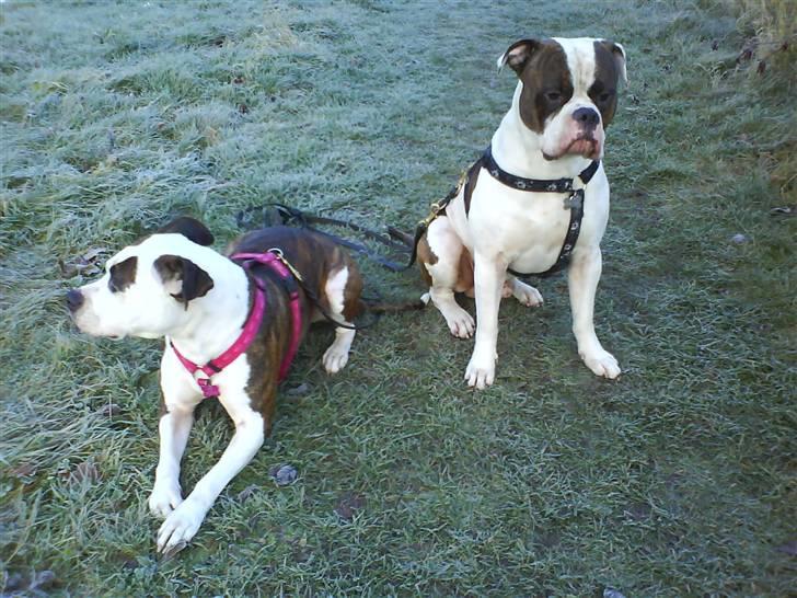 Amerikansk bulldog Bullforce Kaizer billede 2