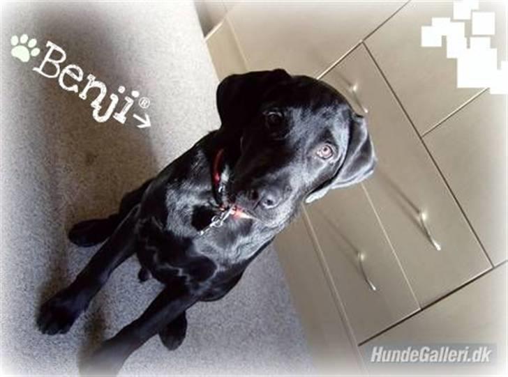 Labrador retriever Benji - .: benji, nyt (: billede 1