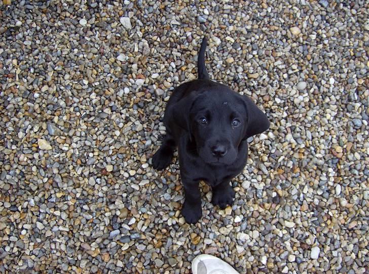Labrador retriever Benji - .: benji, den dag vi hentede ham i: billede 2