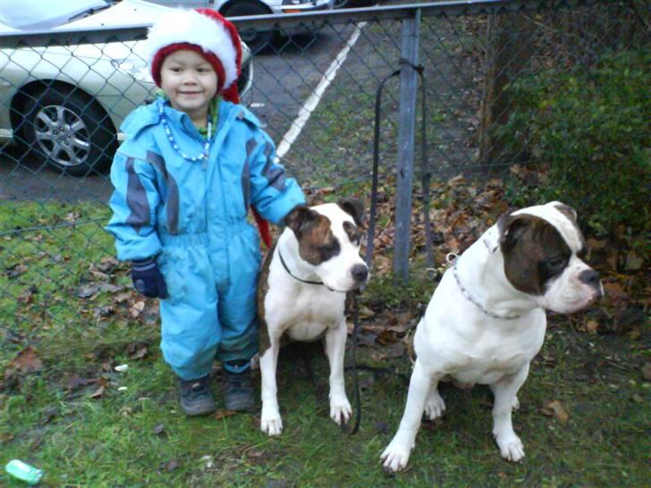 Amerikansk bulldog Bullforce Kaizer billede 3