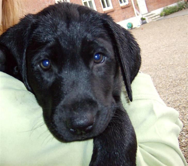 Labrador retriever Benji - .: den dag vi hentede ham i: billede 3