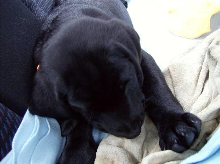 Labrador retriever Benji - .: i bilen på vej hjem i: - den dag vi hentede ham i: billede 4