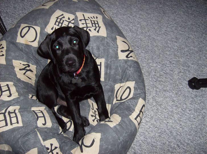 Labrador retriever Benji - .: rimligt nyt i: billede 5