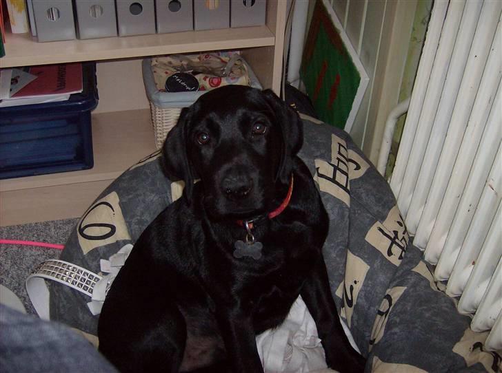 Labrador retriever Benji - .: benji, forholds vis nyt (: <3 billede 6
