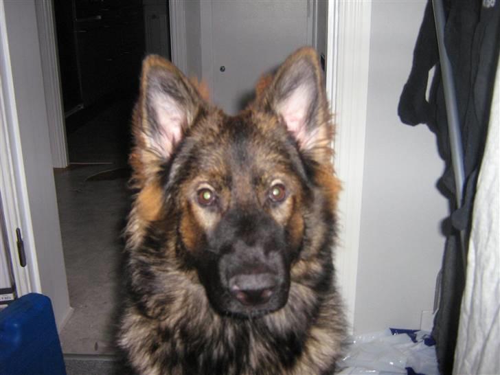 Schæferhund Bayogi´s Master - 10/1-08 billede 10