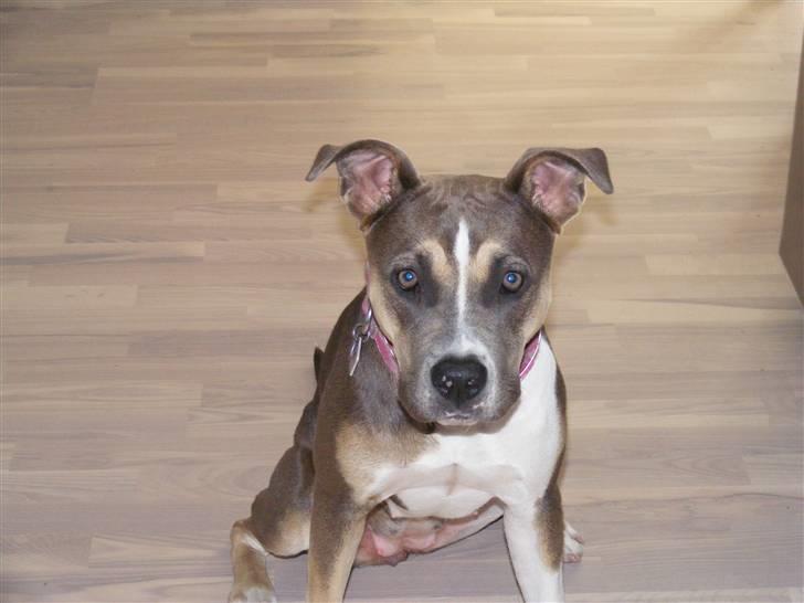 Blanding af racer Joy billede 4