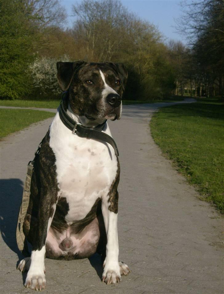 Amerikansk staffordshire terrier Samson R.I.P 18/8-09 billede 1