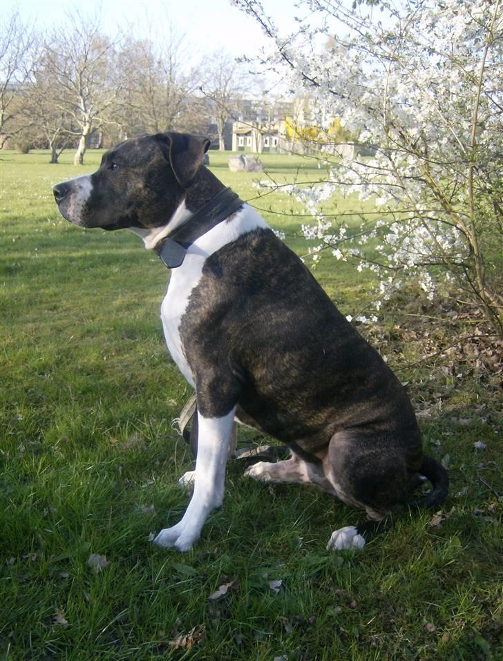 Amerikansk staffordshire terrier Samson R.I.P 18/8-09 billede 2