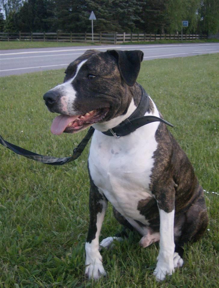 Amerikansk staffordshire terrier Samson R.I.P 18/8-09 billede 3