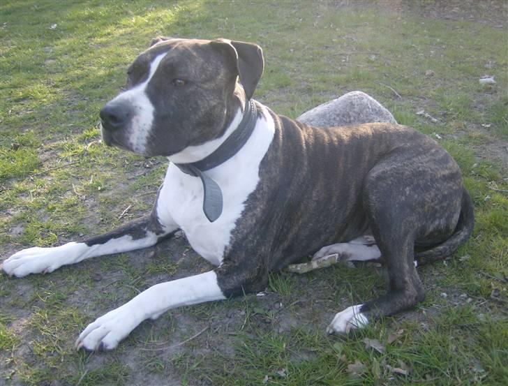 Amerikansk staffordshire terrier Samson R.I.P 18/8-09 billede 4