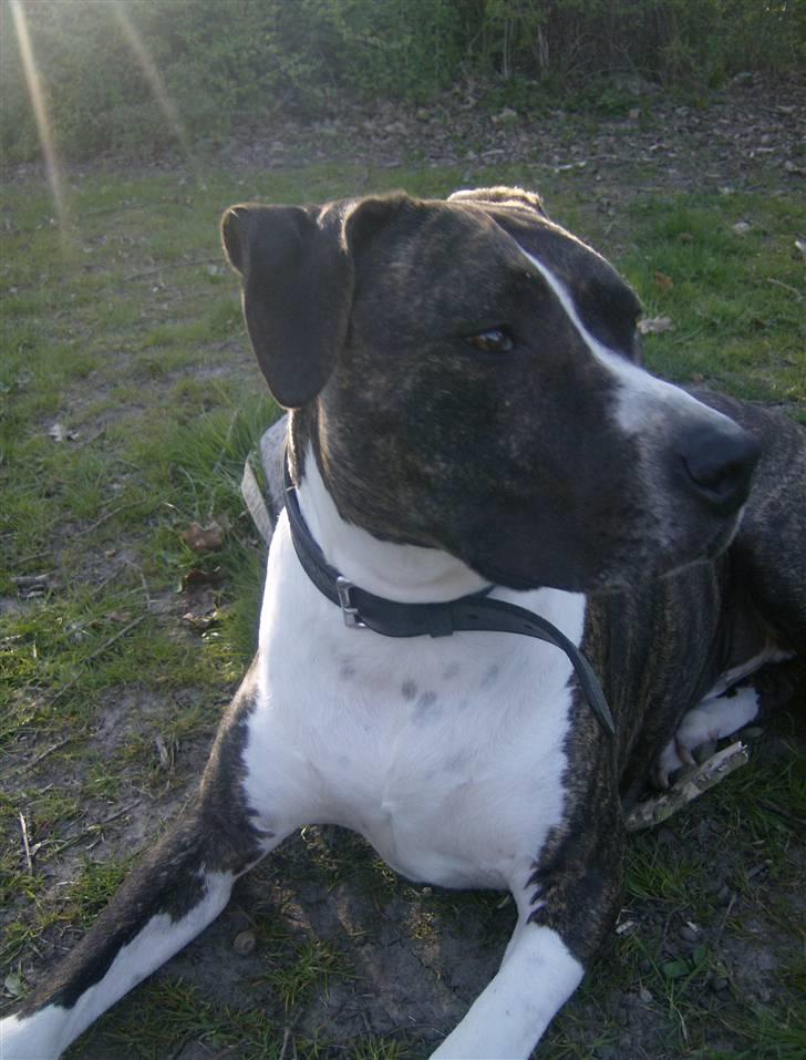 Amerikansk staffordshire terrier Samson R.I.P 18/8-09 billede 5