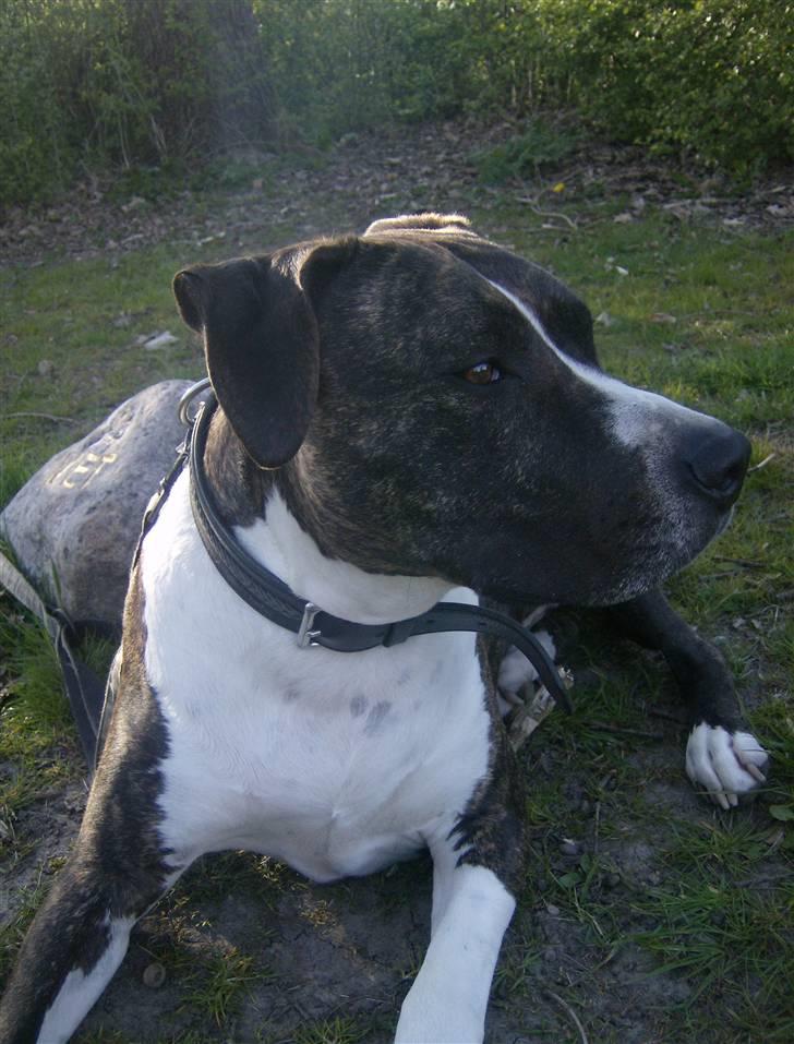 Amerikansk staffordshire terrier Samson R.I.P 18/8-09 billede 6