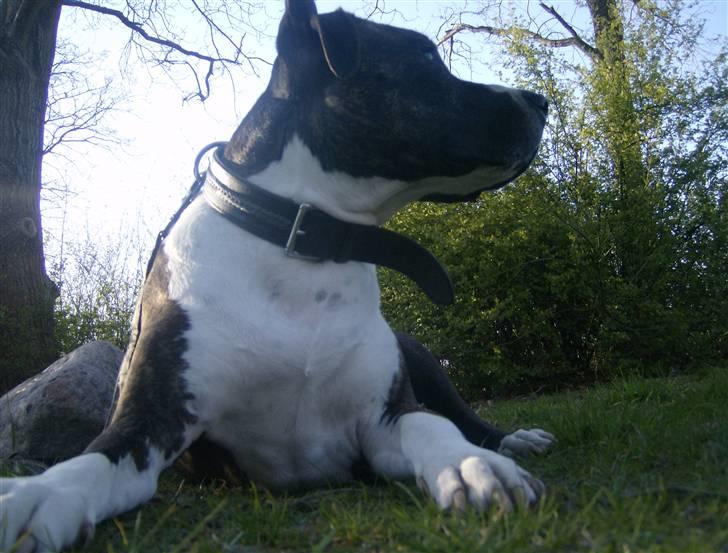 Amerikansk staffordshire terrier Samson R.I.P 18/8-09 billede 7