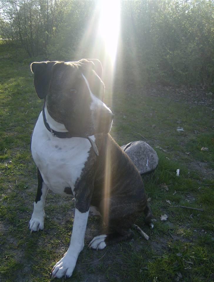 Amerikansk staffordshire terrier Samson R.I.P 18/8-09 billede 8