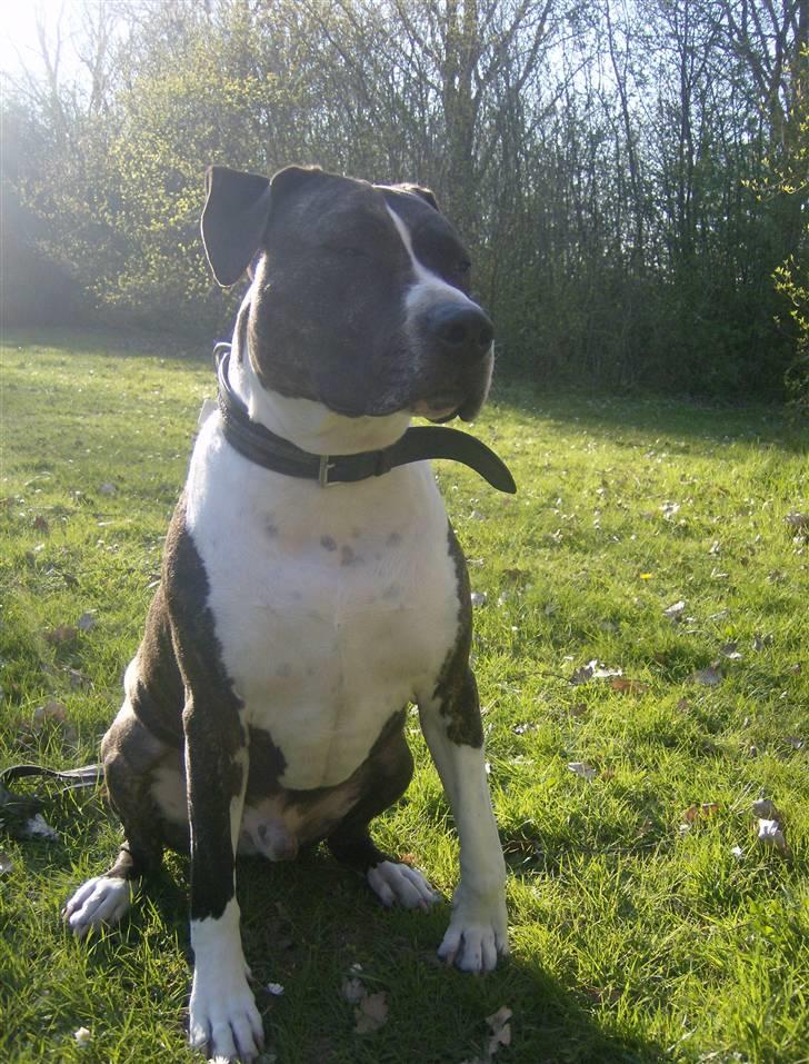 Amerikansk staffordshire terrier Samson R.I.P 18/8-09 billede 9