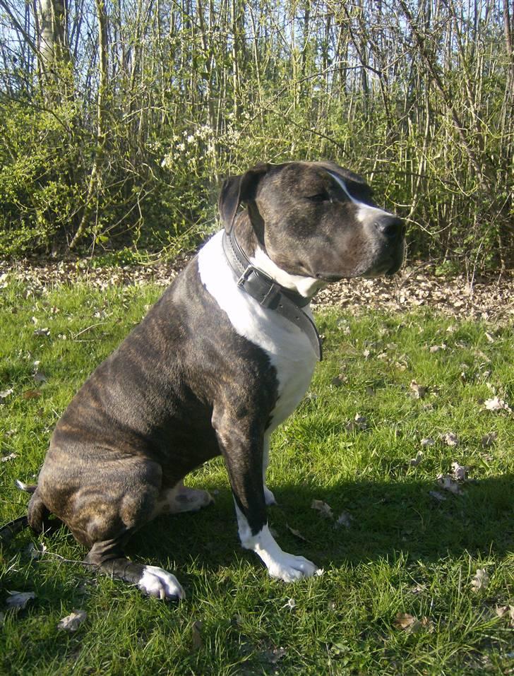 Amerikansk staffordshire terrier Samson R.I.P 18/8-09 billede 10
