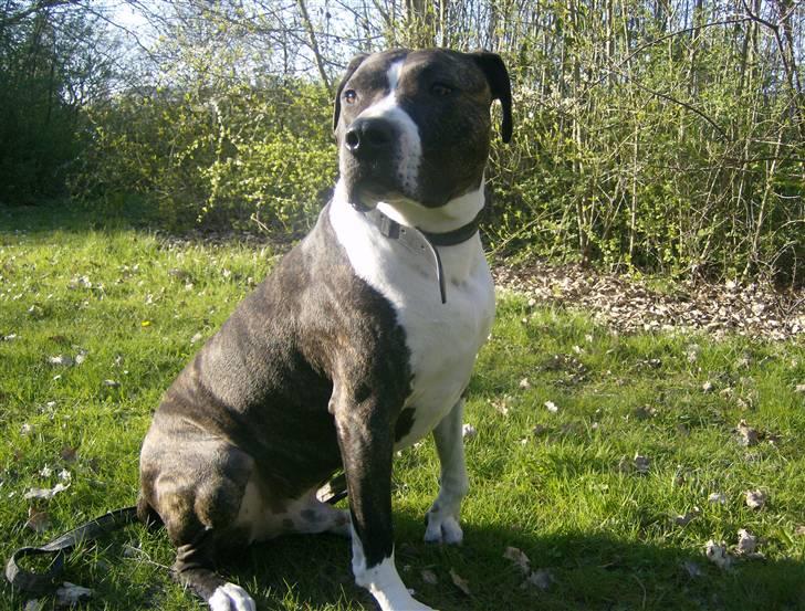 Amerikansk staffordshire terrier Samson R.I.P 18/8-09 billede 11