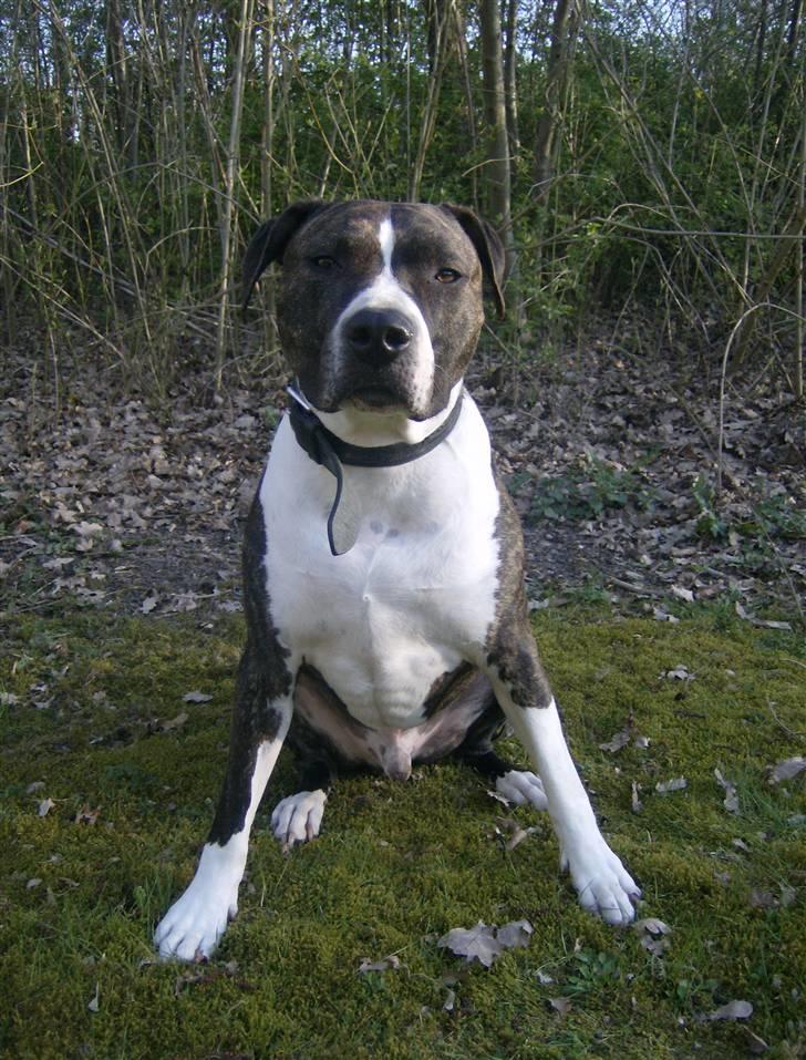 Amerikansk staffordshire terrier Samson R.I.P 18/8-09 billede 12