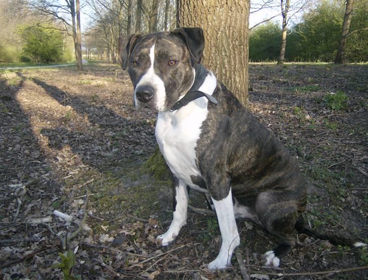 Amerikansk staffordshire terrier Samson R.I.P 18/8-09 billede 13