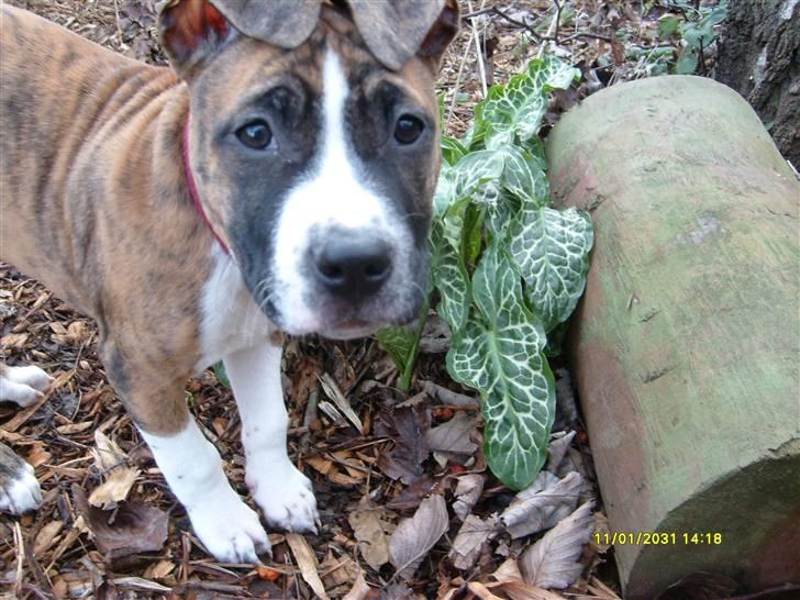 Blanding af racer Saya - Se hvad jeg fandt i haven! billede 2