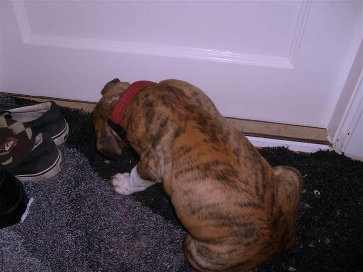 Blanding af racer Saya - Fars lille tiger :-D billede 3