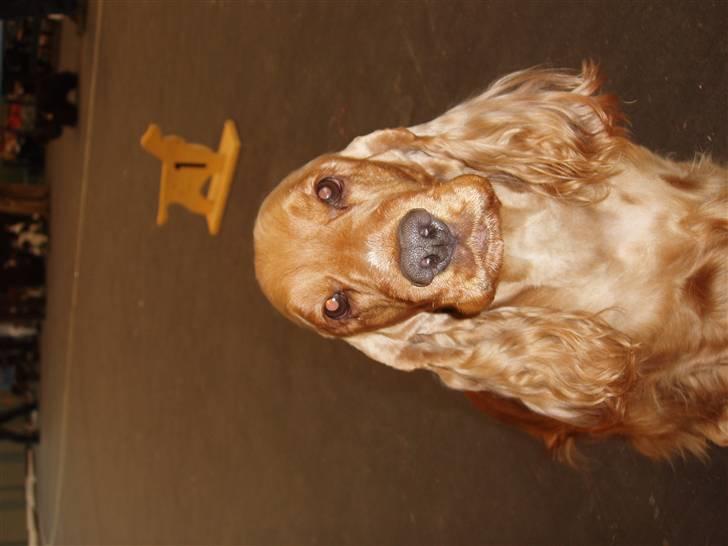 Cocker spaniel Buffy billede 2