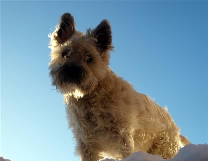 Cairn terrier Micci - :) billede 12