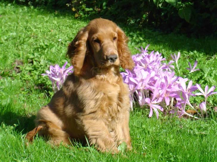 Cocker spaniel Buffy billede 3