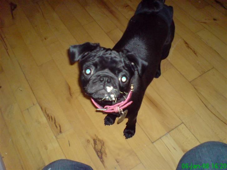 Mops Emma - Emma ville hjælpe med at male :-) billede 15