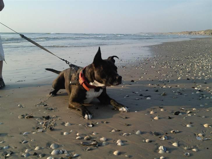 Amerikansk bulldog Deca billede 13