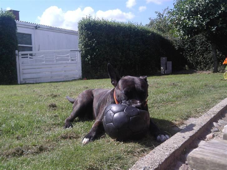 Amerikansk bulldog Deca billede 14