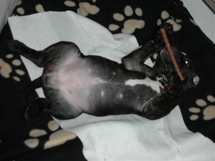 Staffordshire bull terrier LIVA billede 7