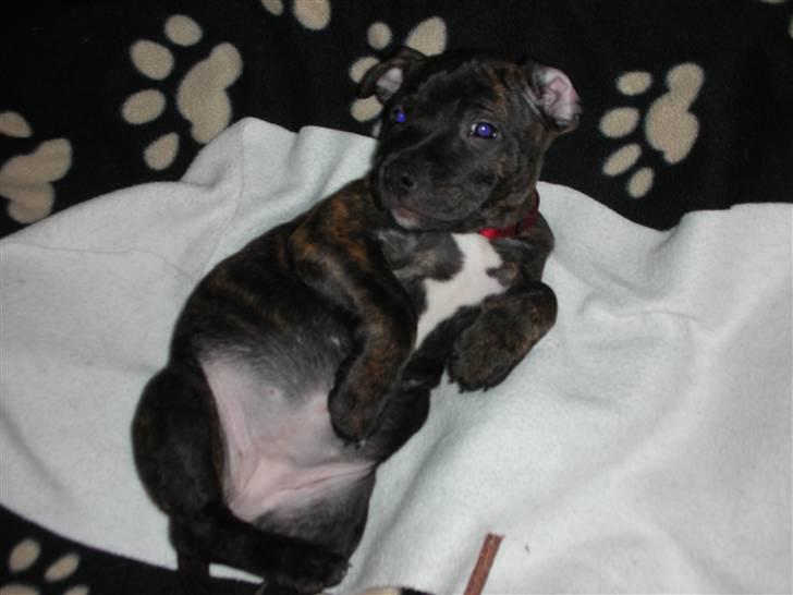 Staffordshire bull terrier LIVA billede 8