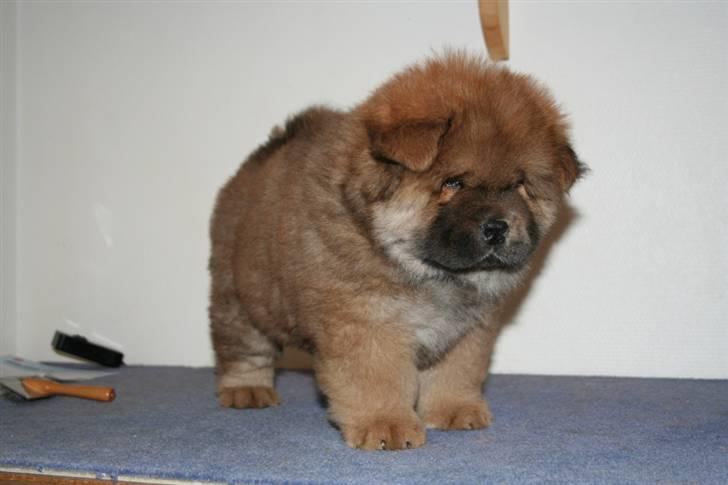 Chow chow Tessie billede 1