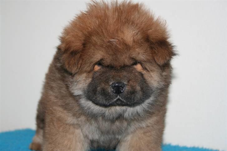 Chow chow Tessie billede 2