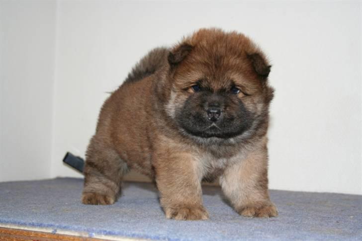 Chow chow Tessie billede 3