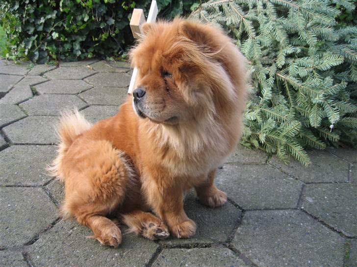 Chow chow Tessie billede 4