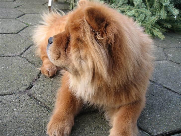 Chow chow Tessie billede 5