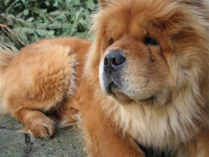 Chow chow Tessie billede 6