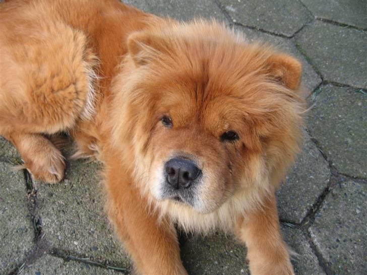 Chow chow Tessie billede 7