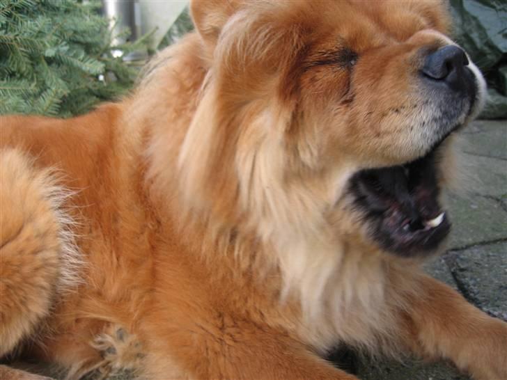 Chow chow Tessie billede 8