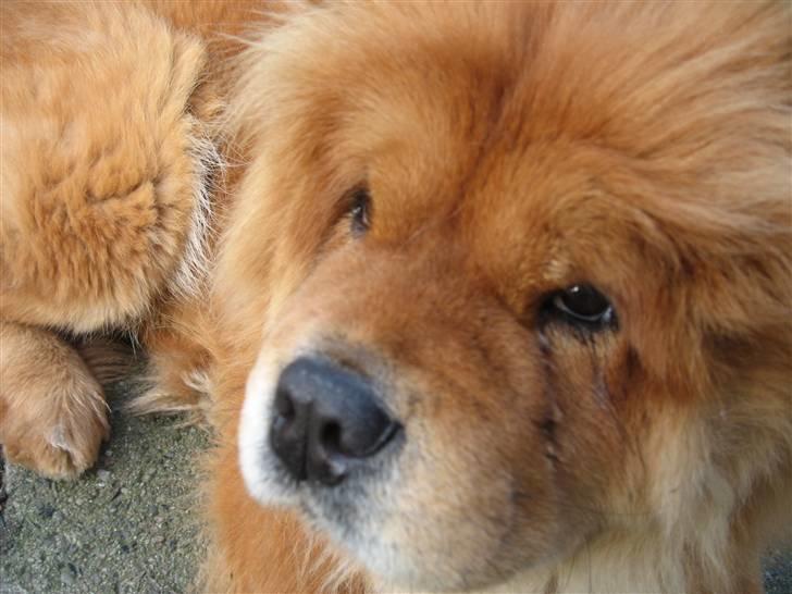 Chow chow Tessie billede 9